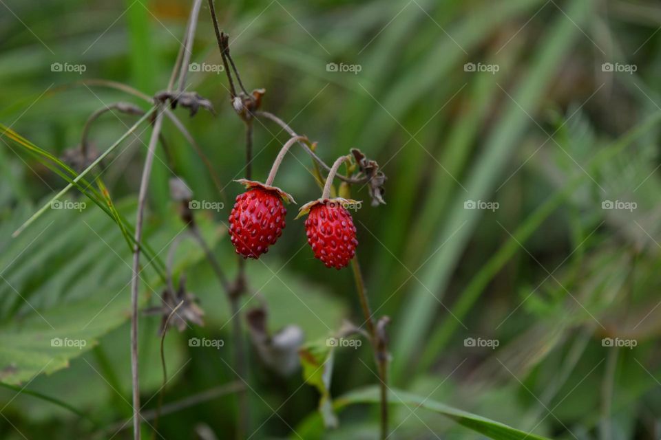 wild strawberries on a branch, love earth