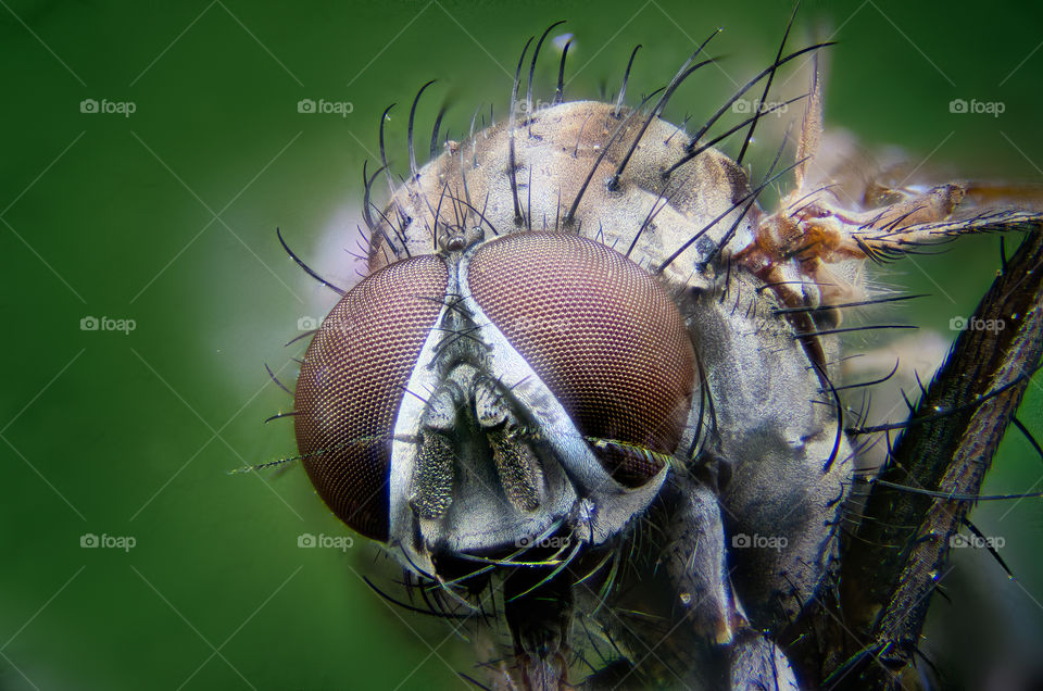 macro of a fly