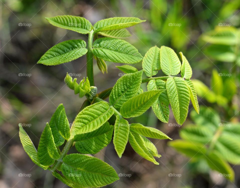 green young leaves spring nature