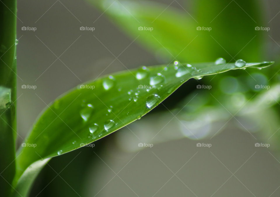 Water drops Macro shot