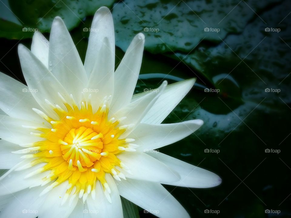 Lotus.. The beauty lotus.