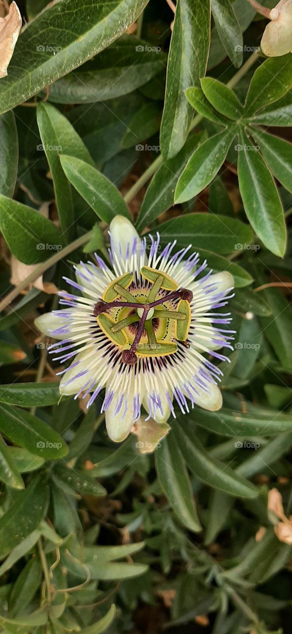 beatifull passion fruit flower
