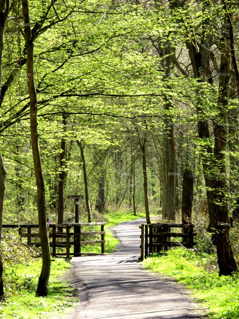 Walking in the woods 