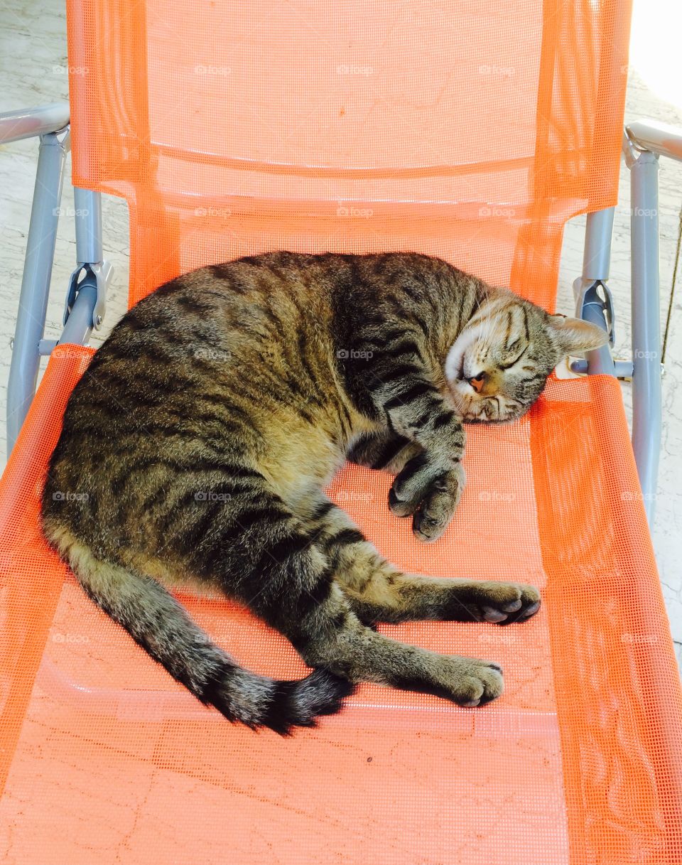 Sleeping cat. A very cute sleeping cat