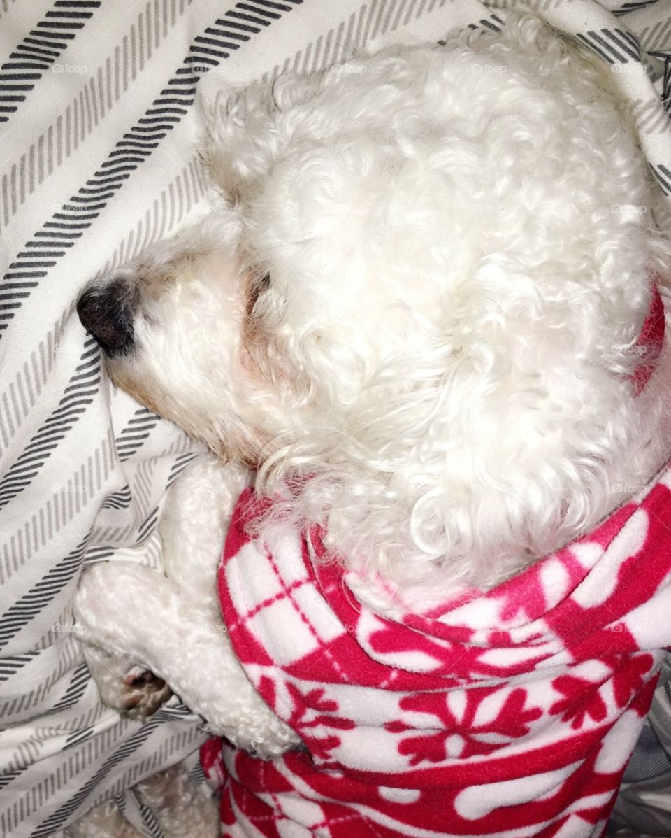 Cute dog asleep in a Christmas jumper 