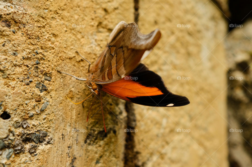 Orange and black butterfly on wall