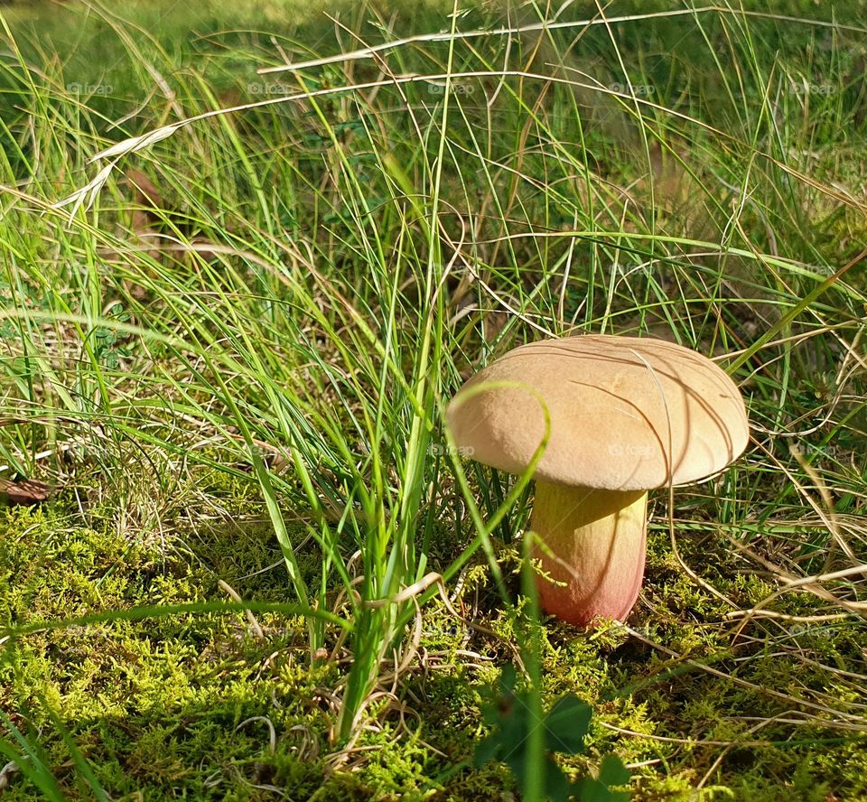 mushrooms