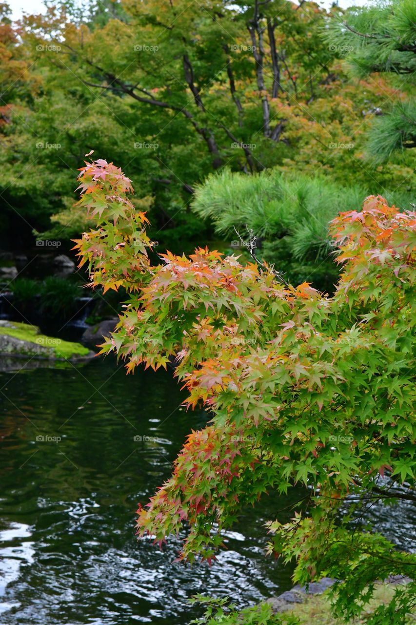 Fall foliage