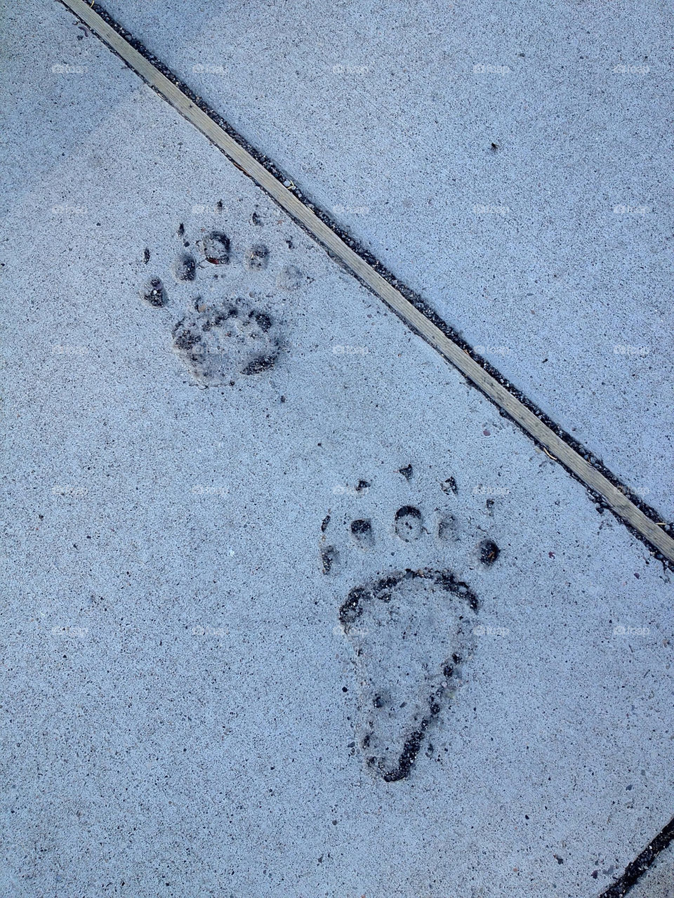 Bear footprint in concrete in Yellowstone NP