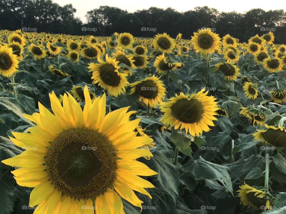 Sunflower field at sunset