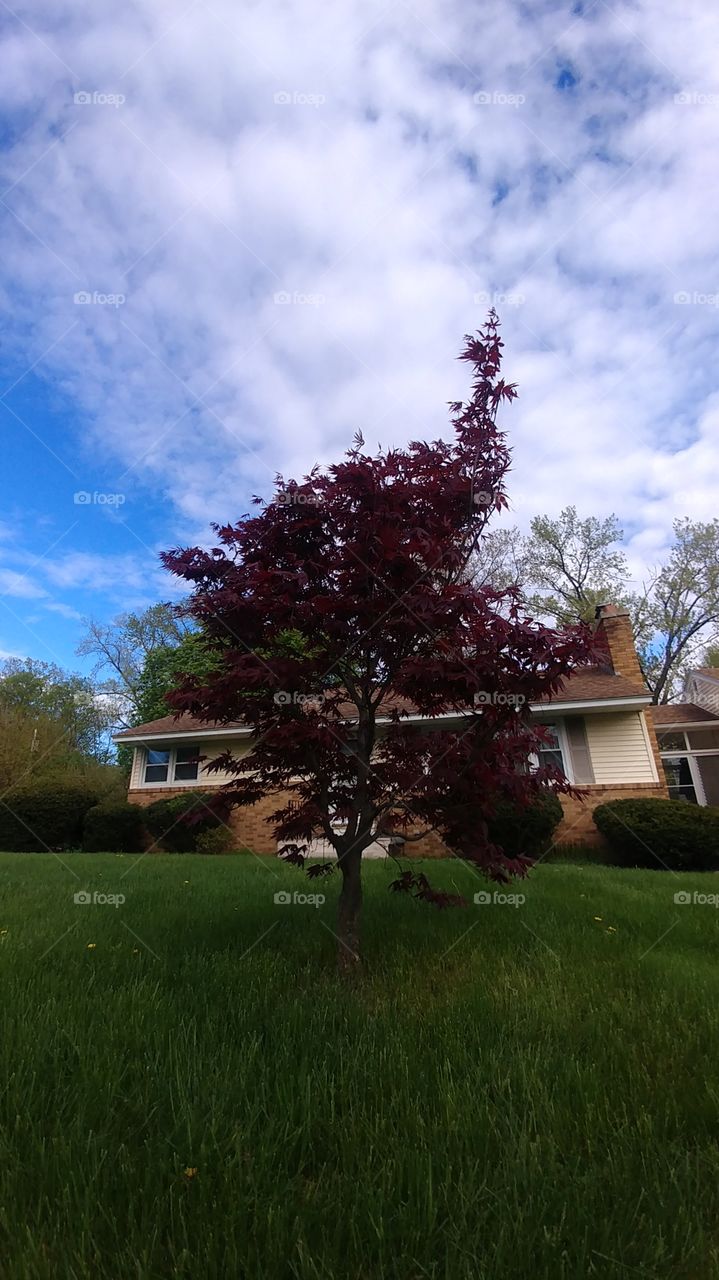 japanese maple red