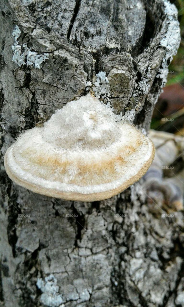 Mushroom