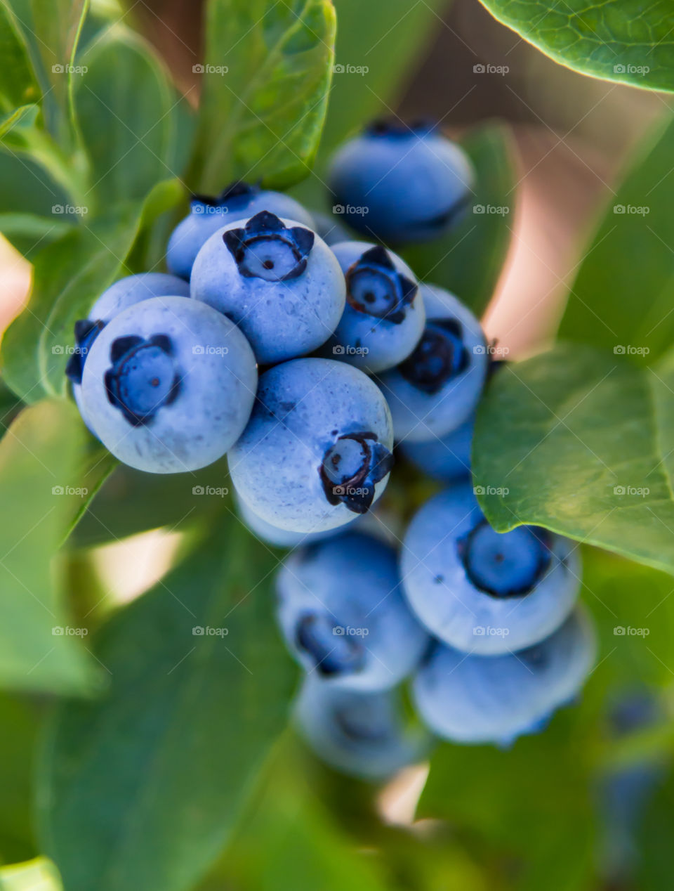 Organic Natural Blue Berries 