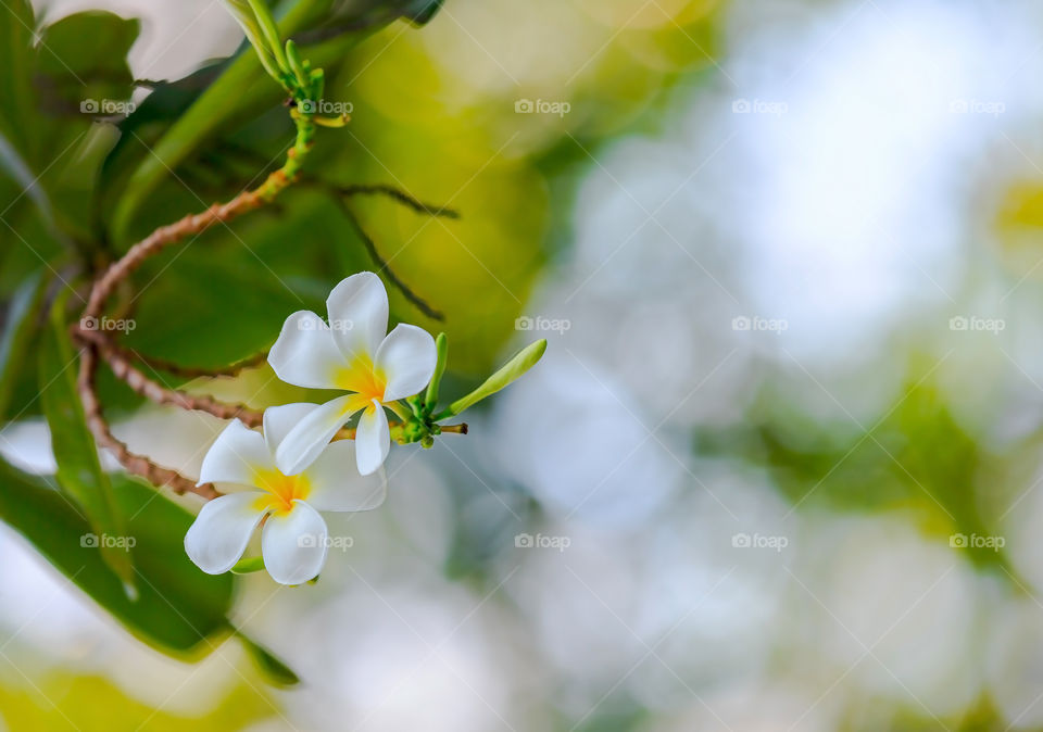 Close-up of frangipani flowers in bloom