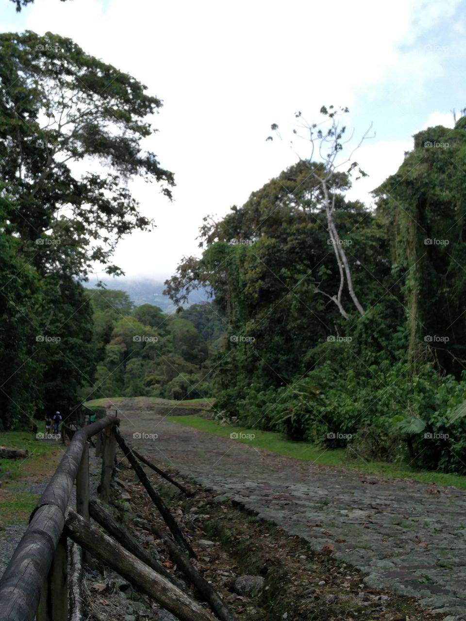 morning walk forest