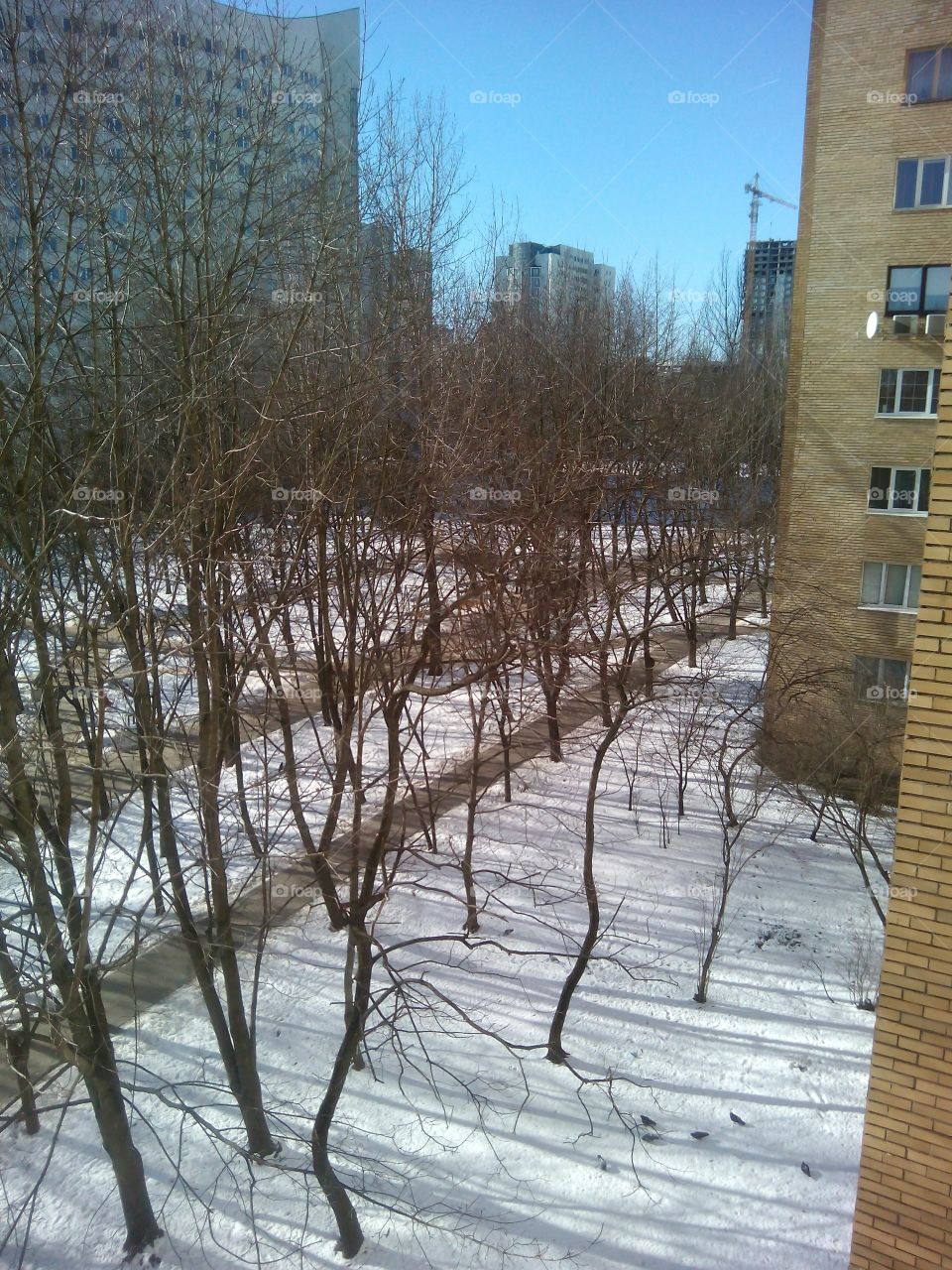 Winter, Snow, Tree, Cold, Landscape