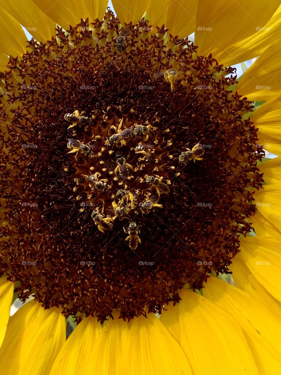 Bee’s pollen on sunflower 