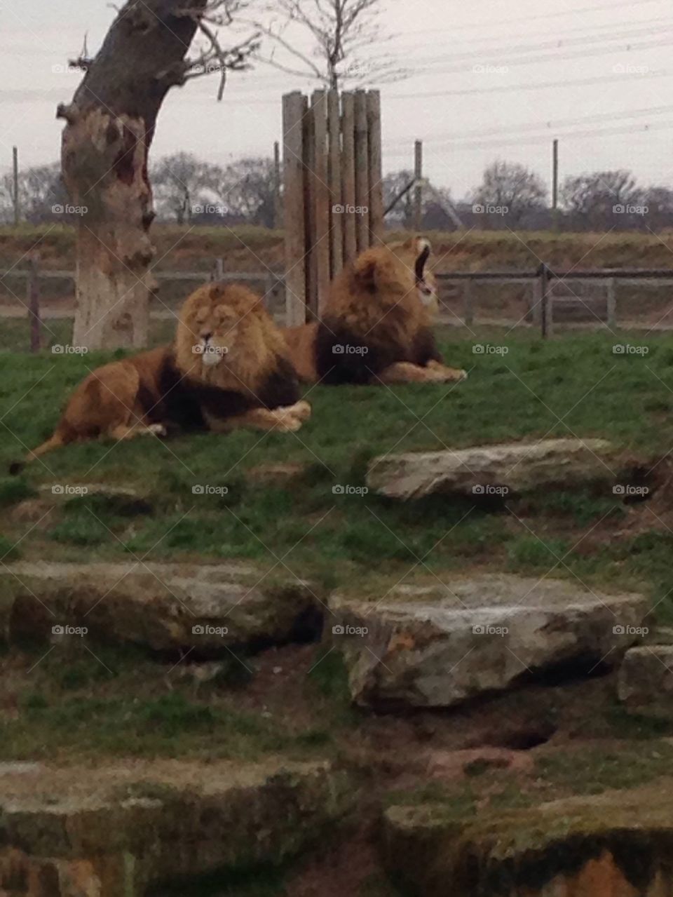 Lions 