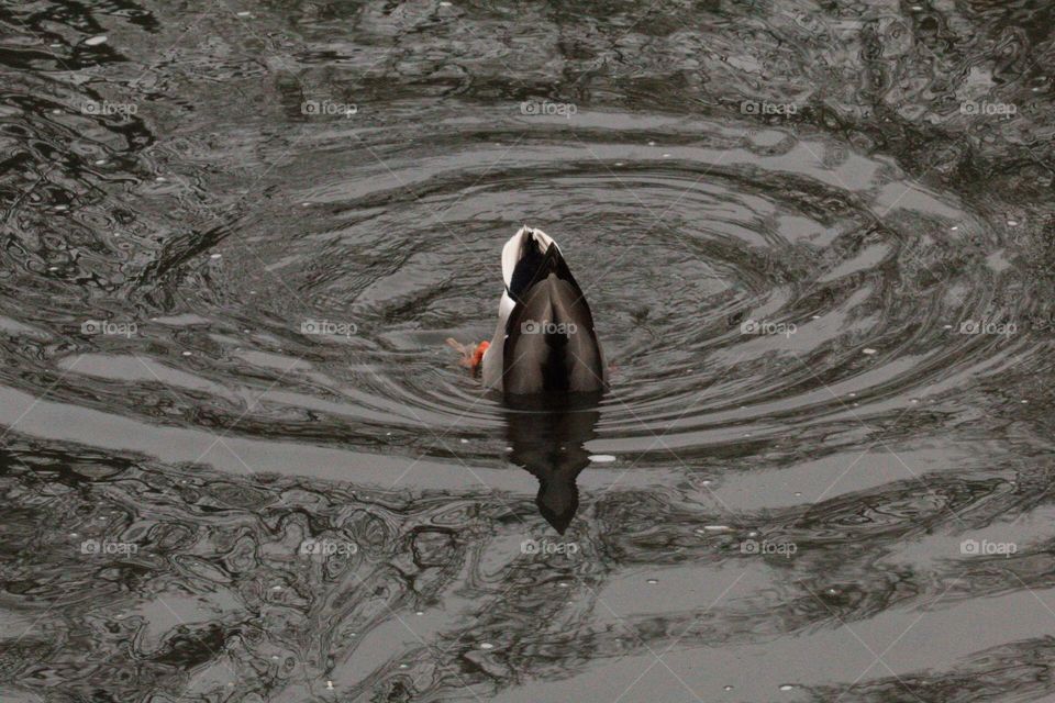 Bobbing Mallard drake