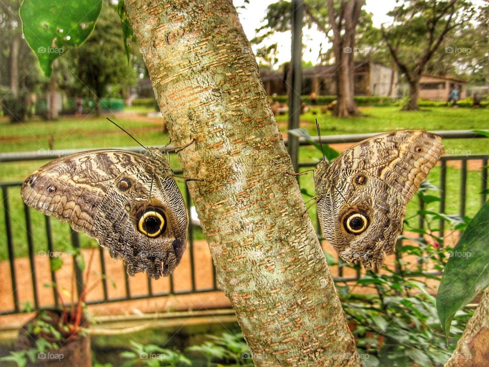 borboletas butterfly olhos