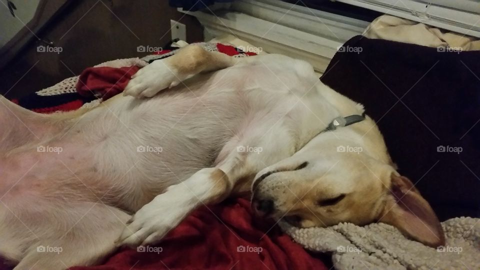 Sleepy Shiba. Our pretty girl sleeping after her day of fun in the sun!!