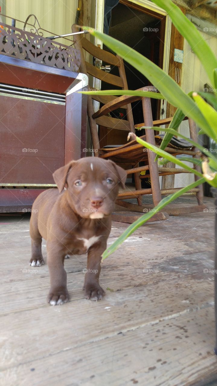 Chocolate Blue Pit Bull Puppy