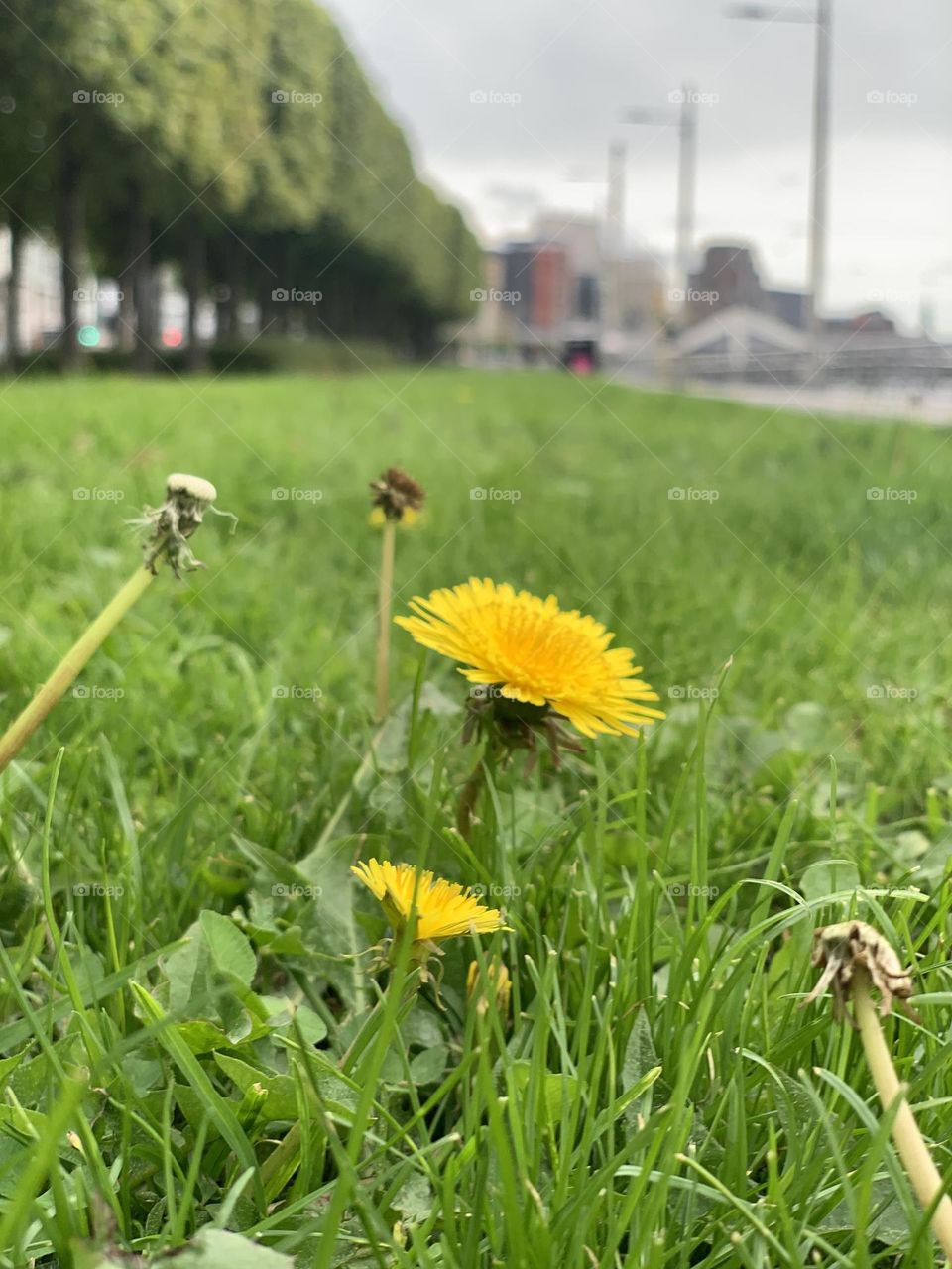 Green grass and yellow dandelion
