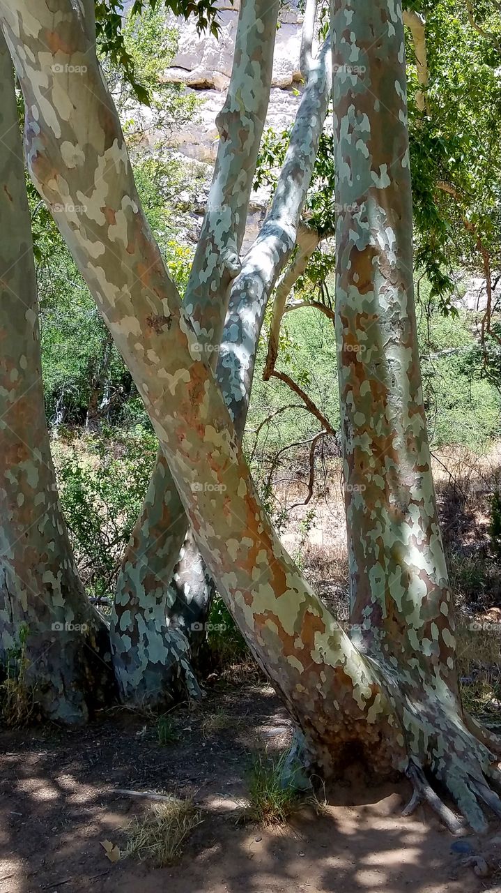 at Montezuma Castle park