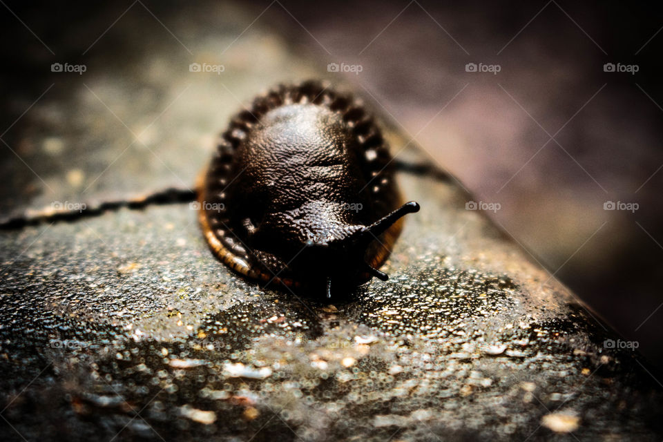 Close-up of slug