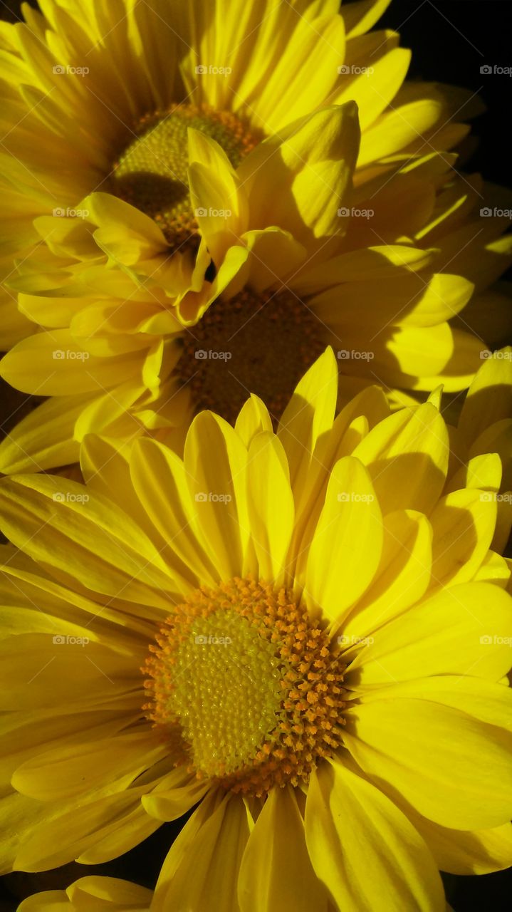 Flower, Nature, Flora, No Person, Summer