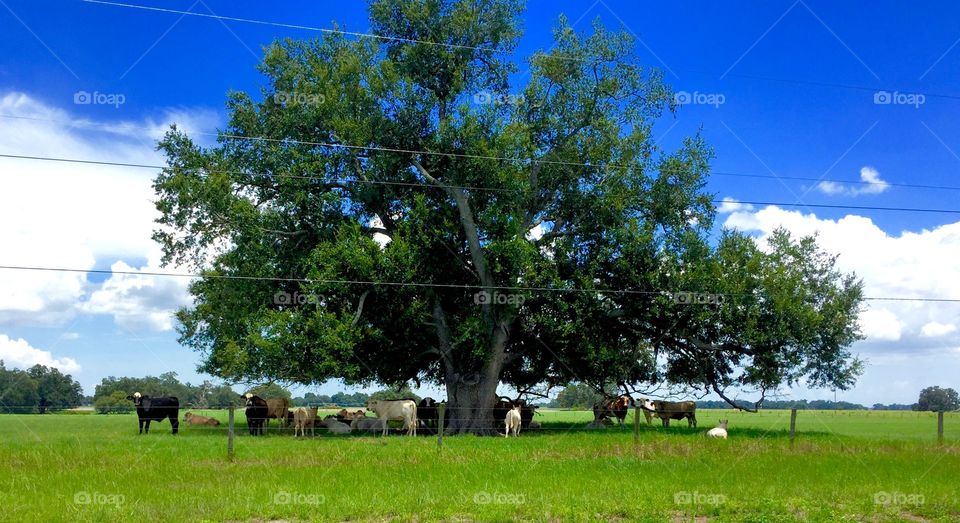 Cows Under a Tree. Cows huddle under a tree to keep cool on a summer day. 