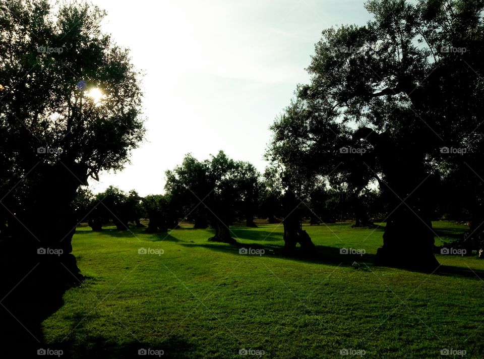 Olive grove in Salento, Italy