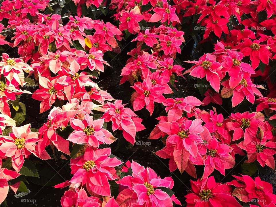 The traditional poinsettia flower at christmas in Sweden.