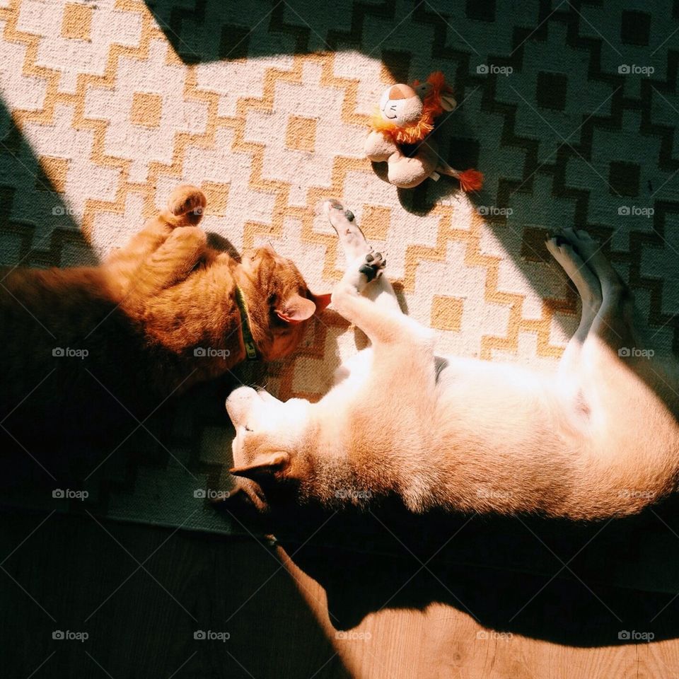 Cat and dog sleeping together