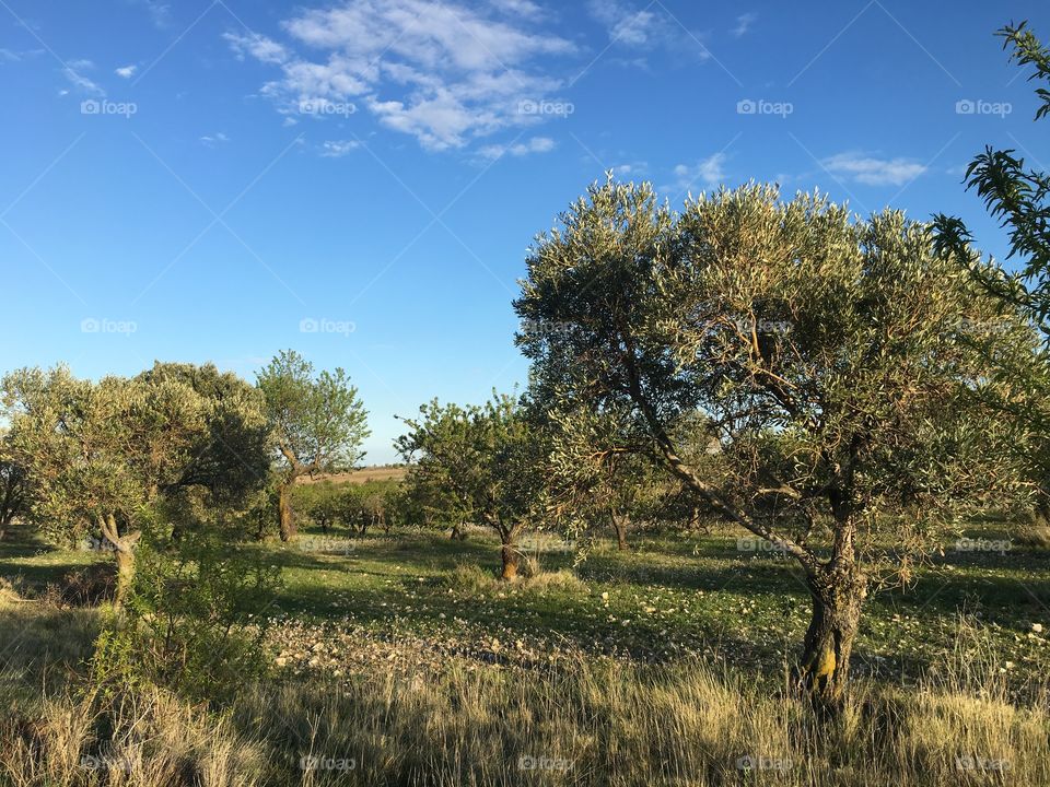 Blue skies, green fields dotted by colorful wildflowers in the spring. 