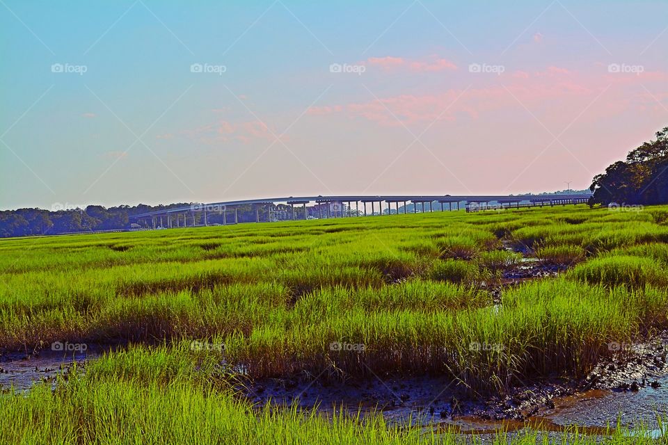 Green marshland 