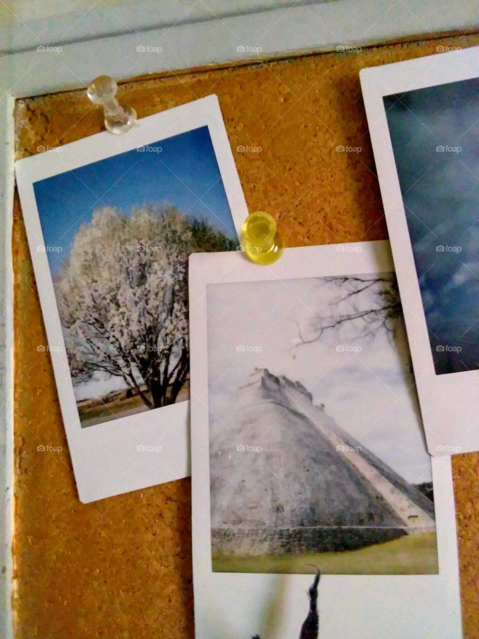 Polaroid pictures on a pin board