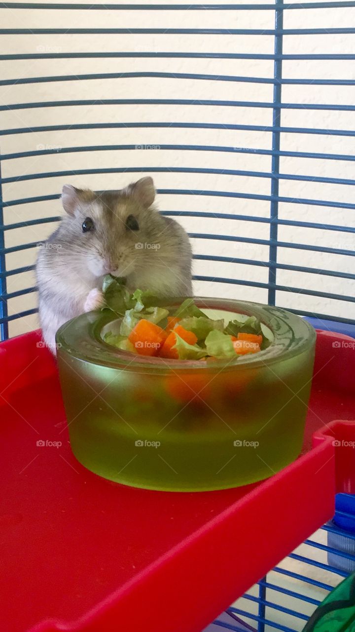 Hamster eating salad