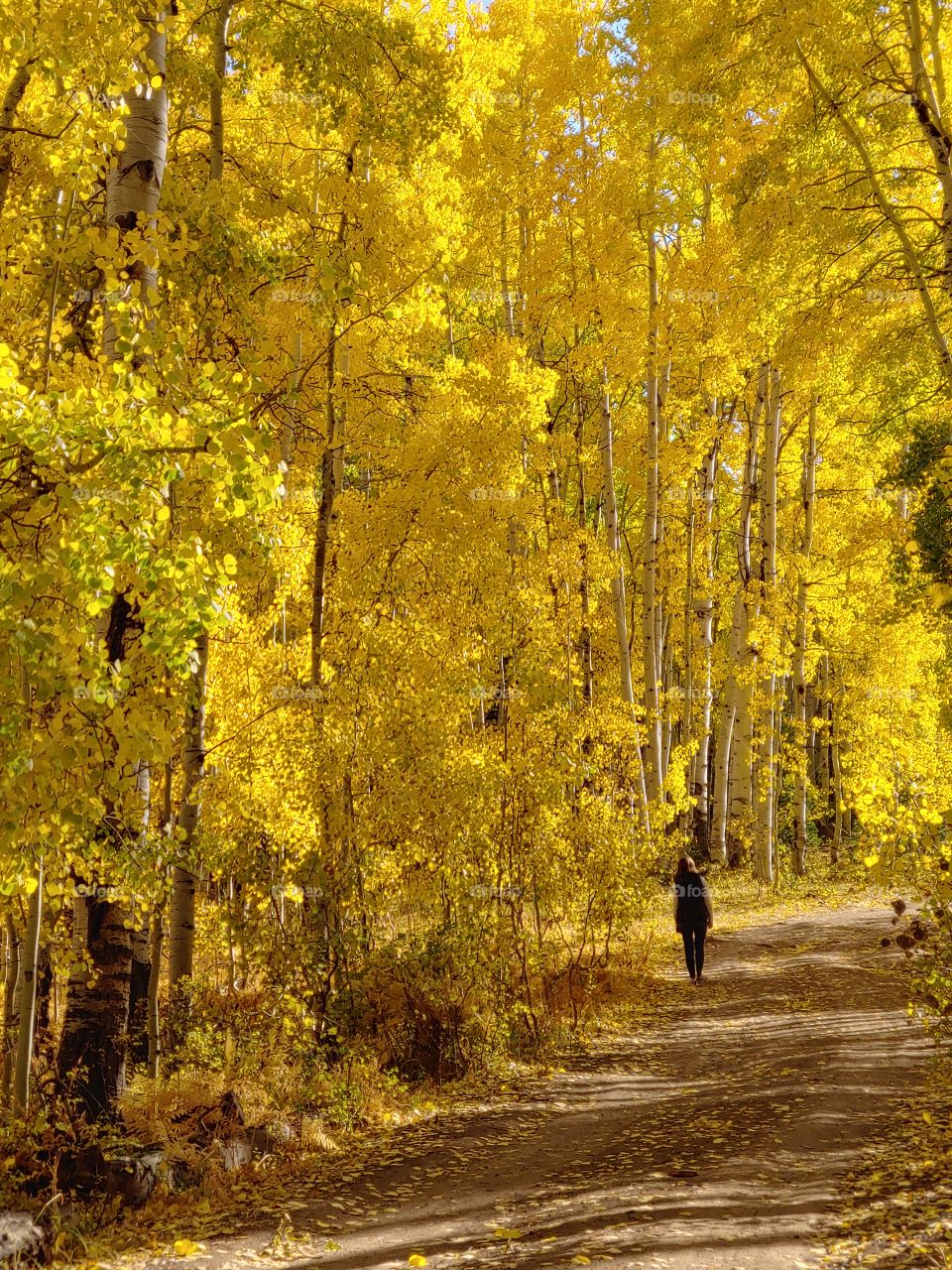 Walking in a magical forest of golden Aspen trees.