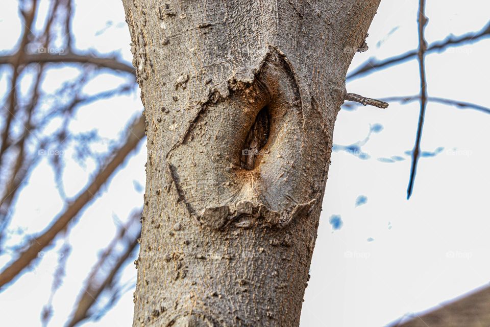 hole in tree