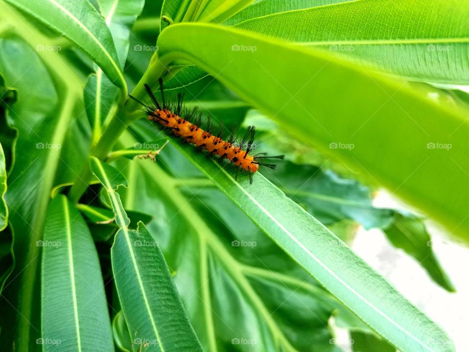 Oleander Caterpillar