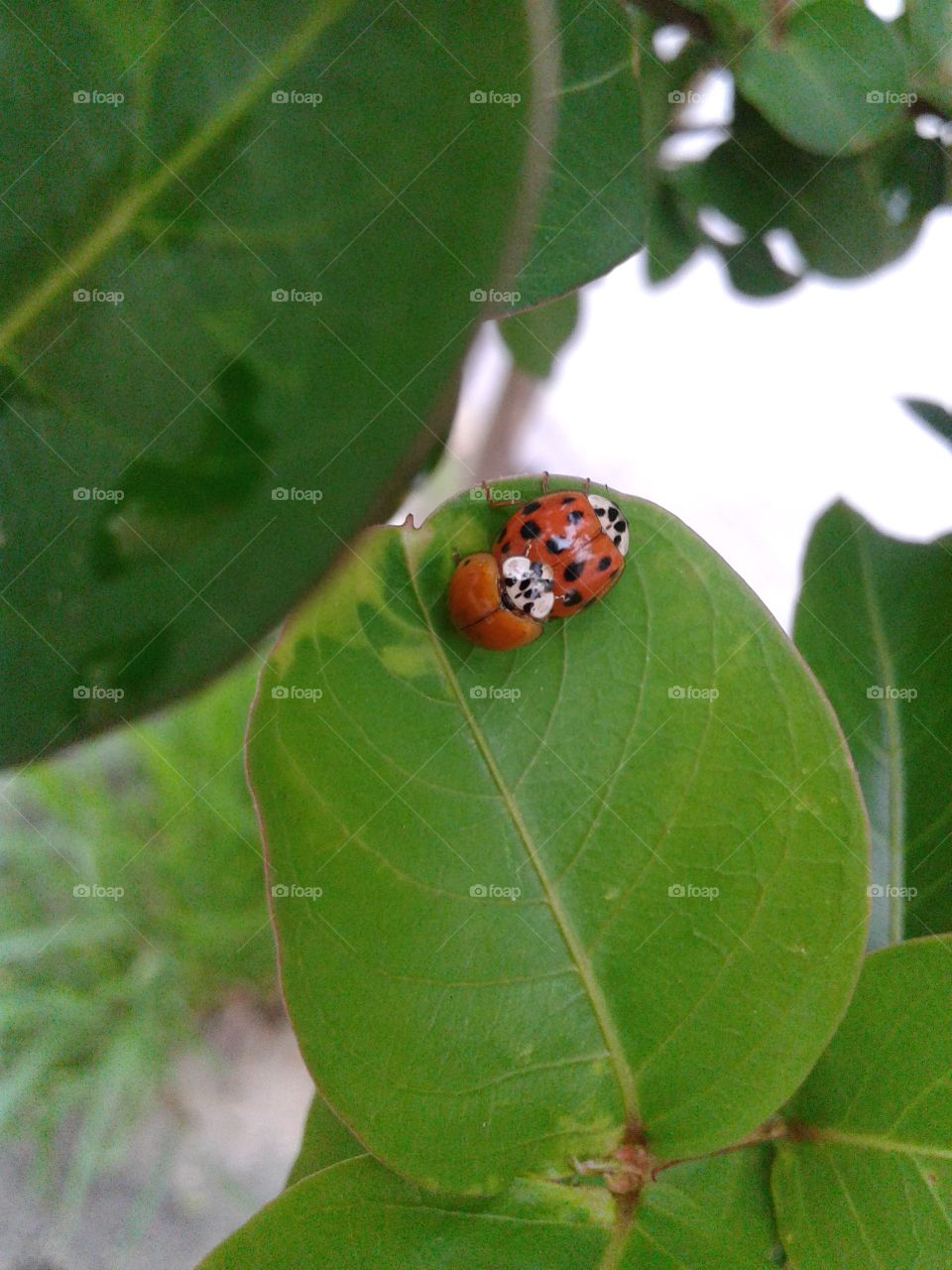 ladybug