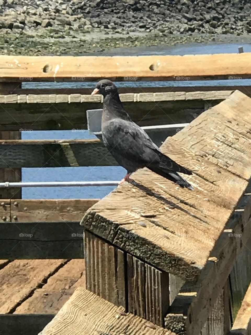 Pigeon on the pier