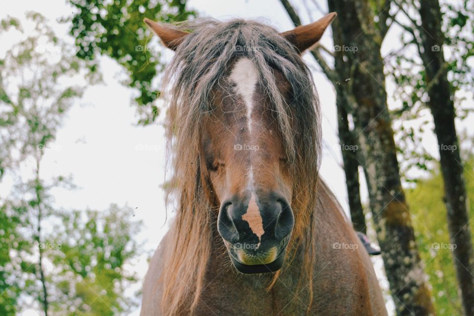 Nature, No Person, Portrait, Outdoors, Cavalry