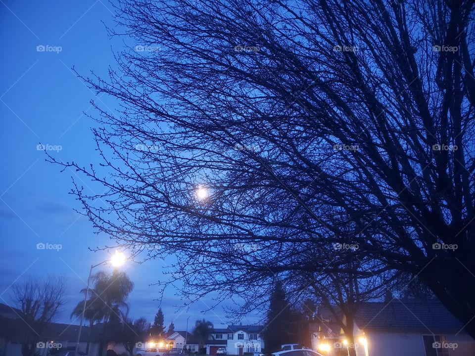 Moon lit tree