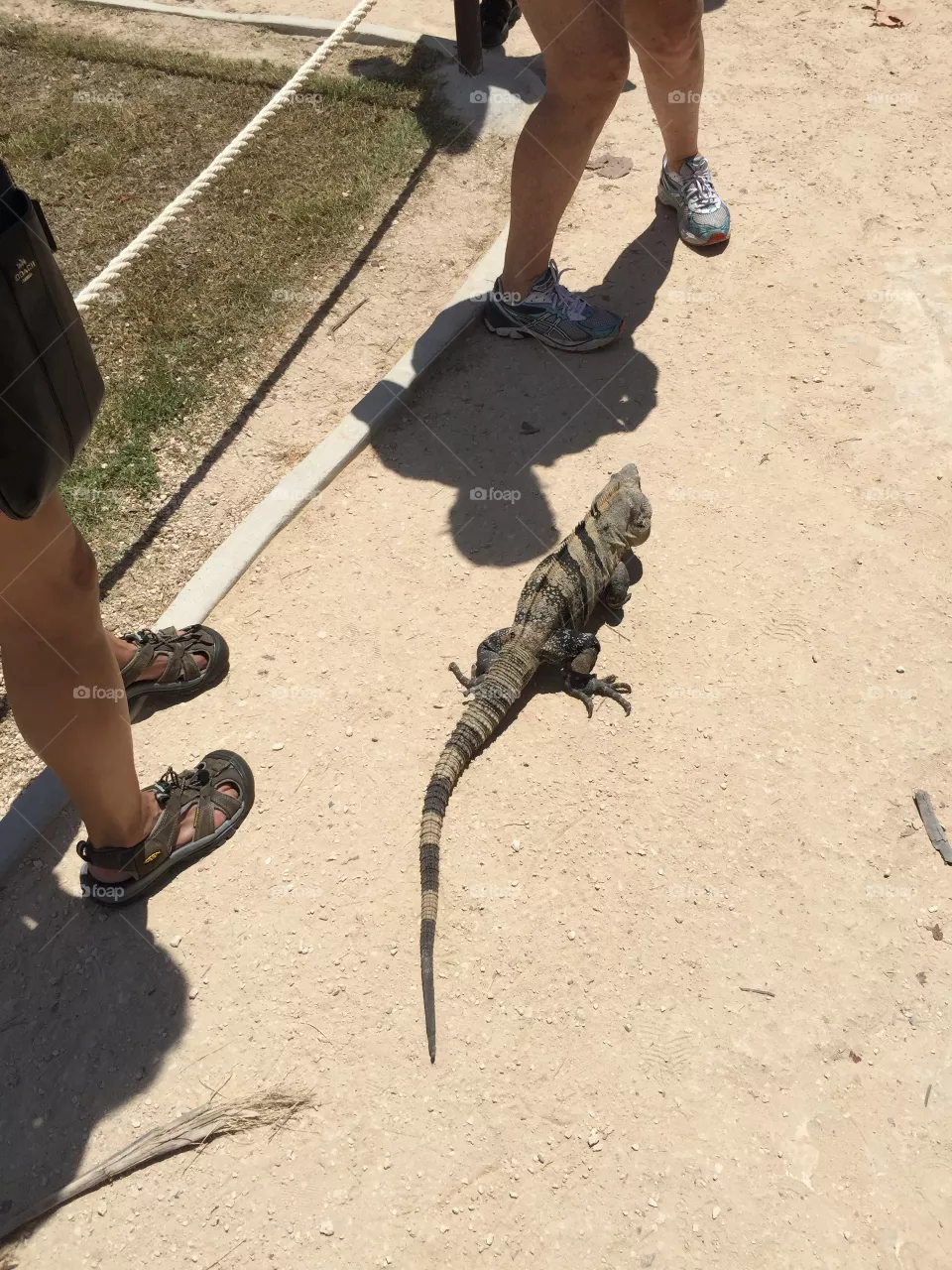 Iguana