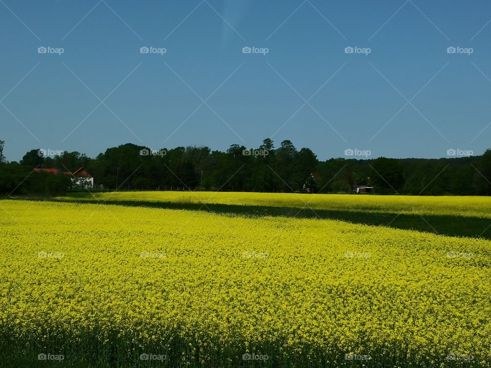 Yellow and blue landscape. West Poland.