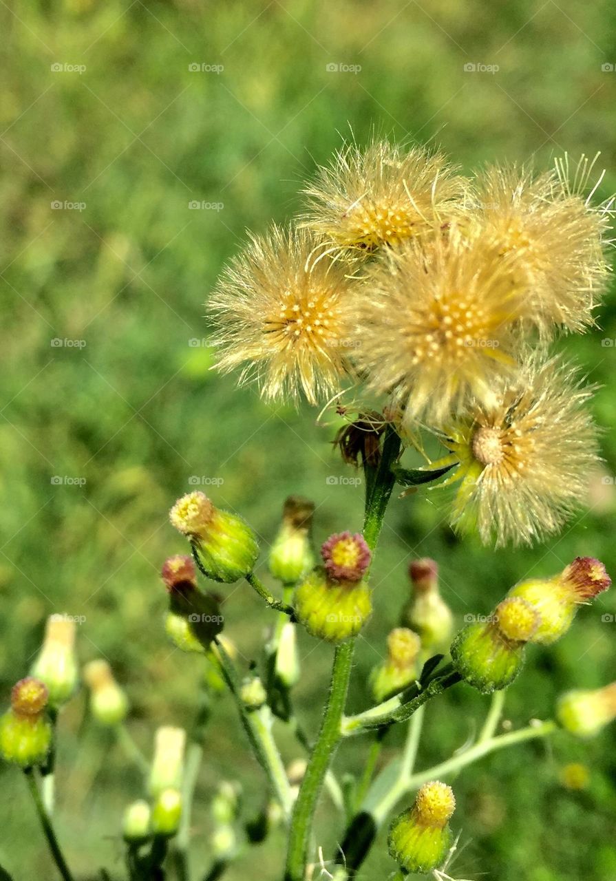  Wild plants in the field 