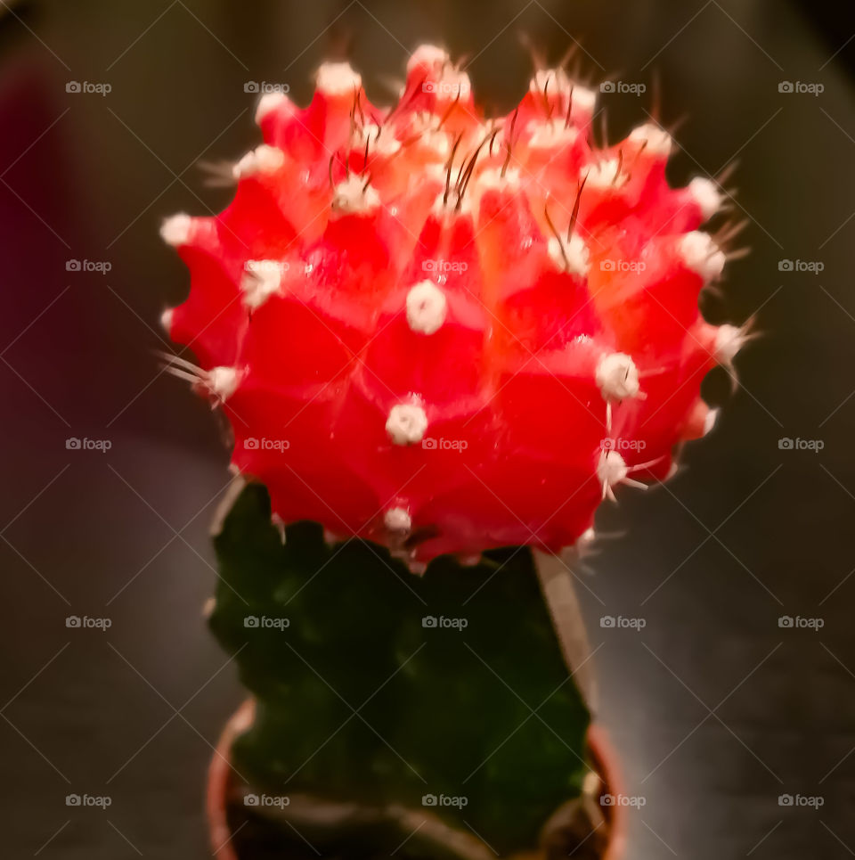 Cactus, Nature, No Person, Flower, Succulent