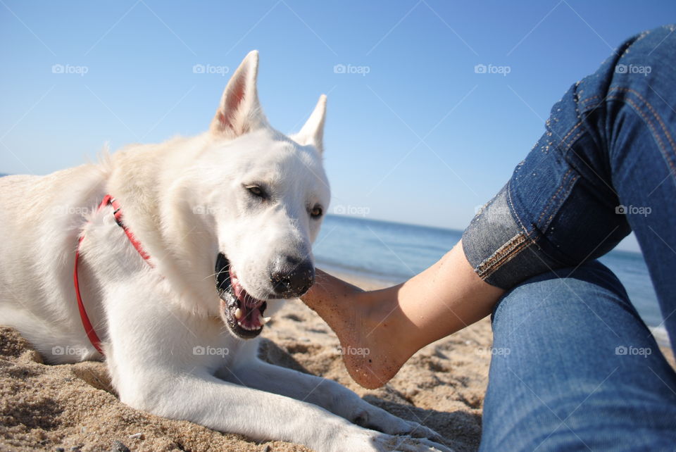 A smiling dog biting my foot